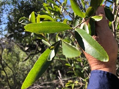 Elaeodendron australe