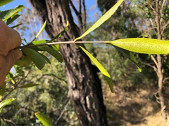 Elaeodendron australe