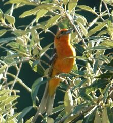 Piranga bidentata