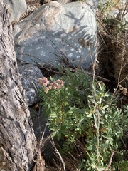 Farinopsis salesoviana