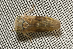 Idiocerus stigmaticalis