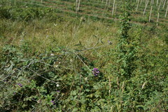 Bituminaria bituminosa