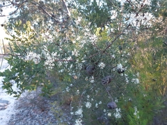 Hakea sericea