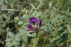 Bituminaria bituminosa