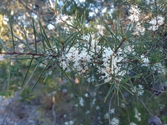 Hakea sericea