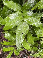 Bolbitis heteroclita