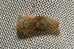 Idiocerus stigmaticalis
