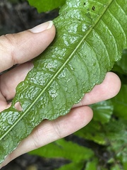 Bolbitis heteroclita