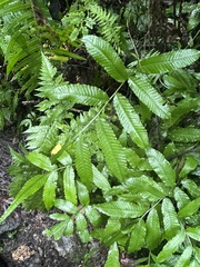 Bolbitis heteroclita