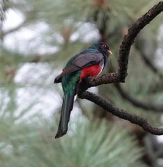 Trogon mexicanus