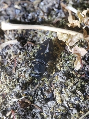 Melanophila consputa