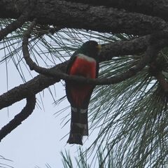 Trogon mexicanus