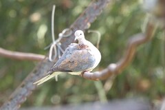 Streptopelia senegalensis senegalensis