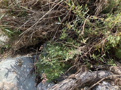 Farinopsis salesoviana