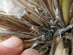 Sidymella trapezia