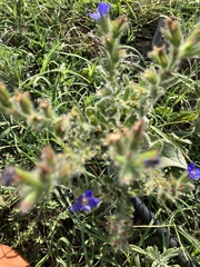 Anchusa officinalis