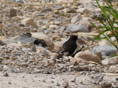 Oenanthe leucura
