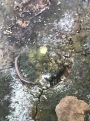 Trigoniulus corallinus