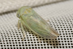 Populicerus confusus