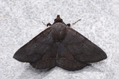 Mecodina