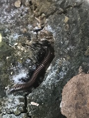 Trigoniulus corallinus