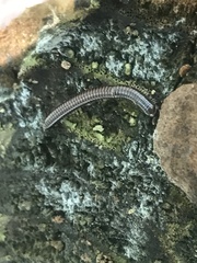 Trigoniulus corallinus