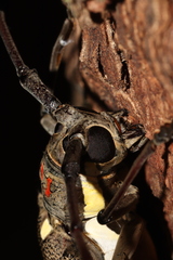 Batocera rubus