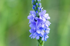 Verbena stricta