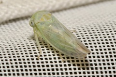 Populicerus confusus