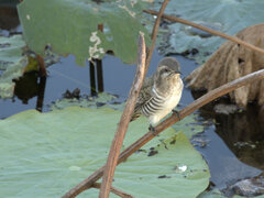 Chrysococcyx basalis