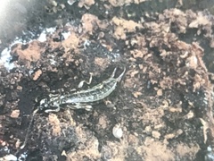 Euborellia annulipes