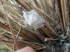 Sidymella trapezia