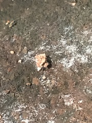 Thelacantha brevispina