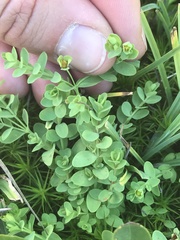 Hypericum anagalloides