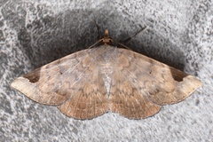 Psimada quadripennis