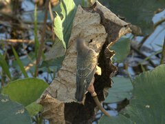 Chrysococcyx basalis