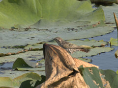 Chrysococcyx basalis