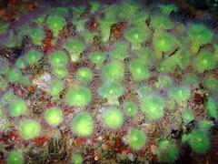 Corynactis australis