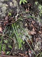 Ophiopogon