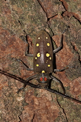 Batocera rubus