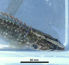 Acanthoclinus fuscus