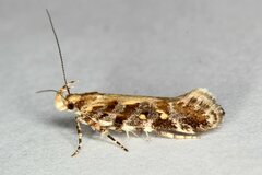 Aristotelia decoratella