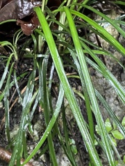 Ophiopogon