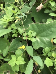 Cajanus scarabaeoides