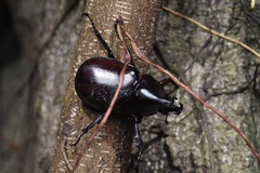 Xylotrupes