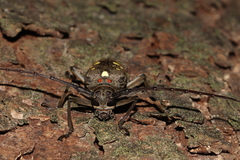 Batocera rubus