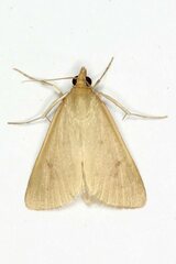 Achyra nudalis