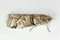 Acrobasis romanella