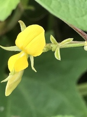 Cajanus scarabaeoides