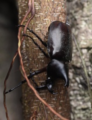Xylotrupes